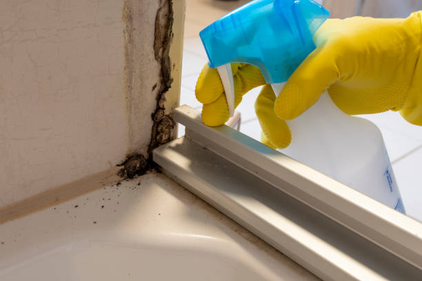 Best Toxic Mold Removal  in Melody Hill, IN