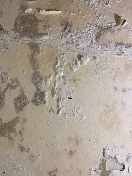 Best Mold Removal Specialists  in Melody Hill, IN