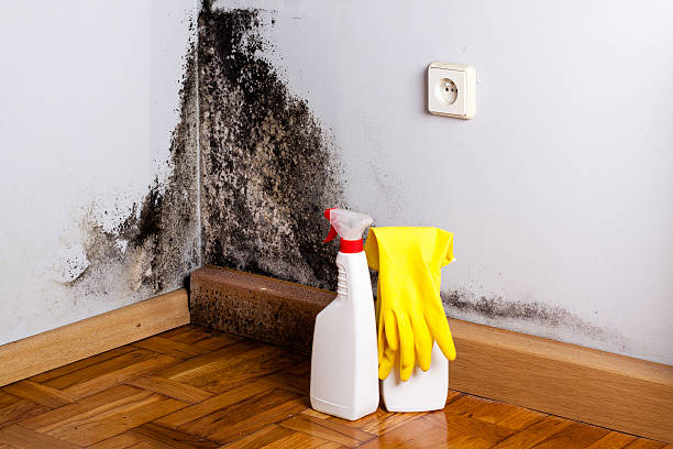 Best Local Mold Removal Service  in Melody Hill, IN