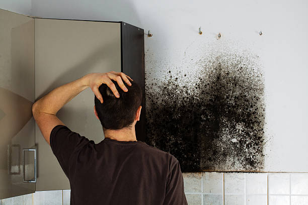 Best Mold Testing  in Melody Hill, IN